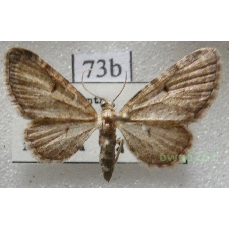 Eupithecia trisignaria Herrich-Schäffer, 1848 Czech73b